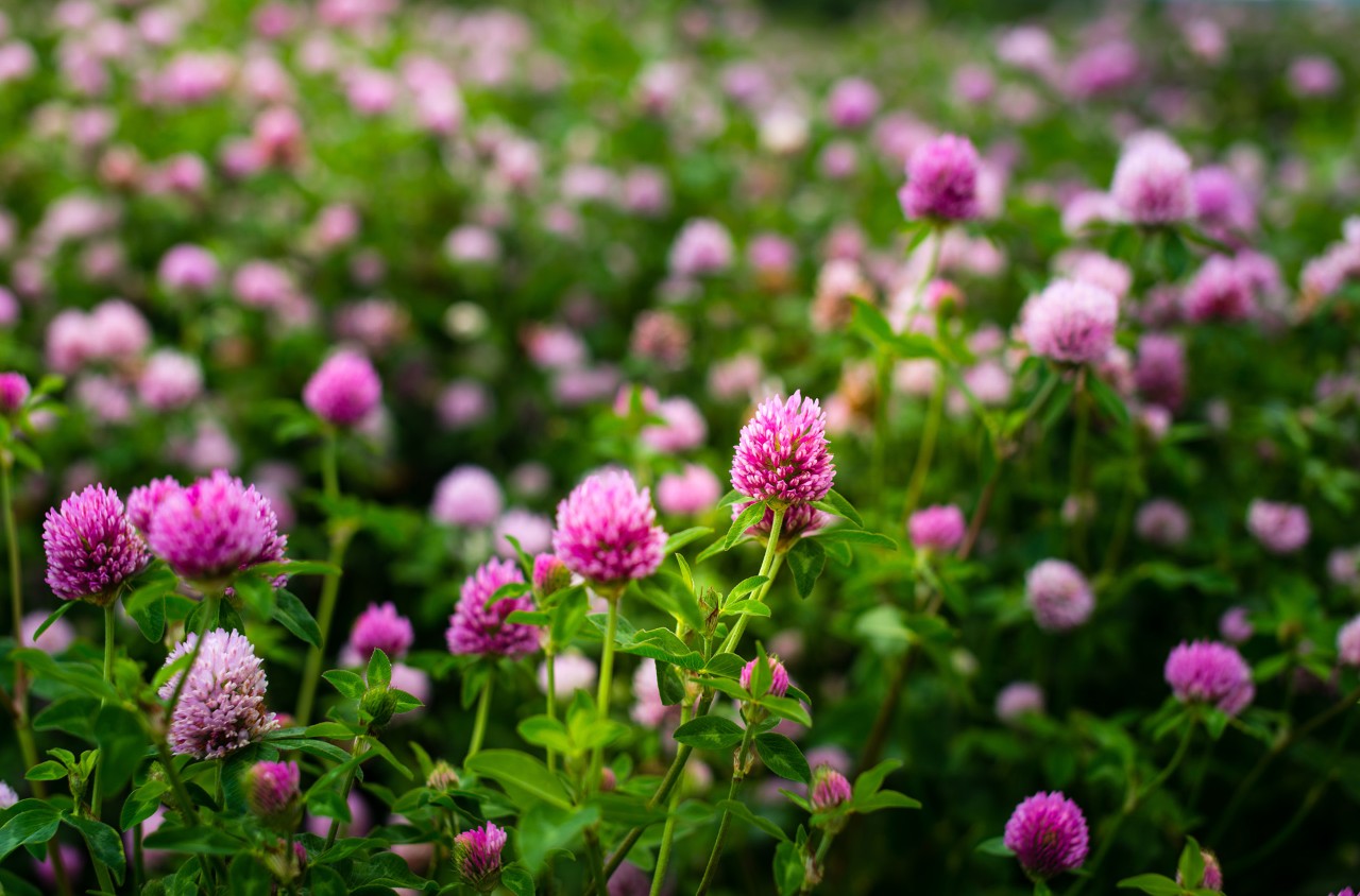 Gros plan sur un champ de trèfle en fleur