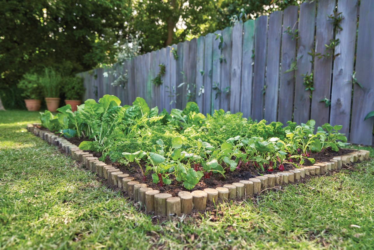 Parterre de légumes au niveau de la clôture du jardin, séparé de la pelouse par une bordure en palissades de bois 