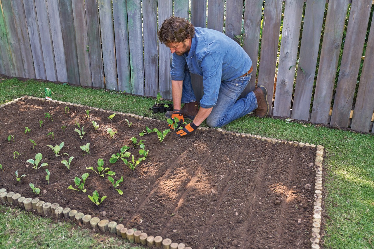 Un homme plante des semis dans un potager avec une bordure de parterre en bois faite maison 