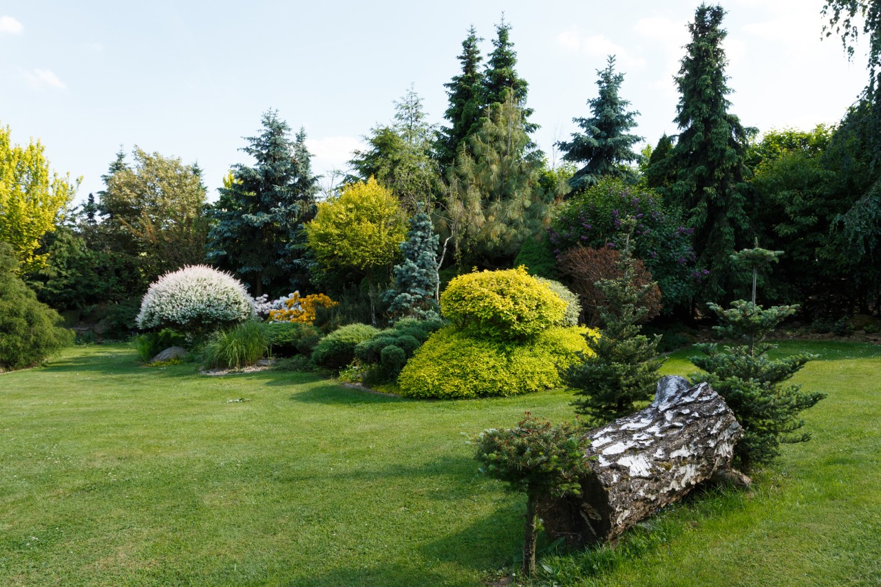 Conifères et arbustes à feuilles persistantes sur une parcelle de jardin