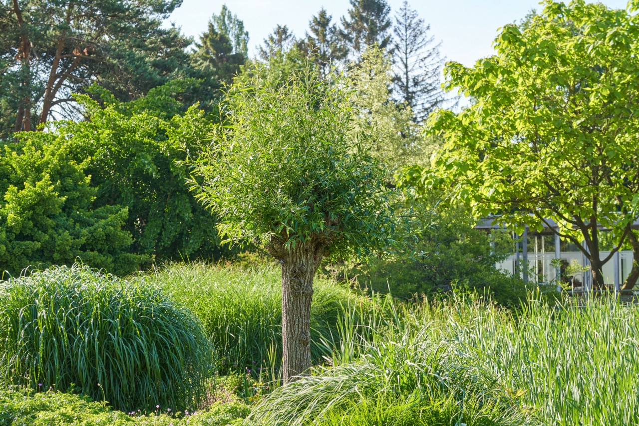 Saule blanc, entouré d’autres plantes