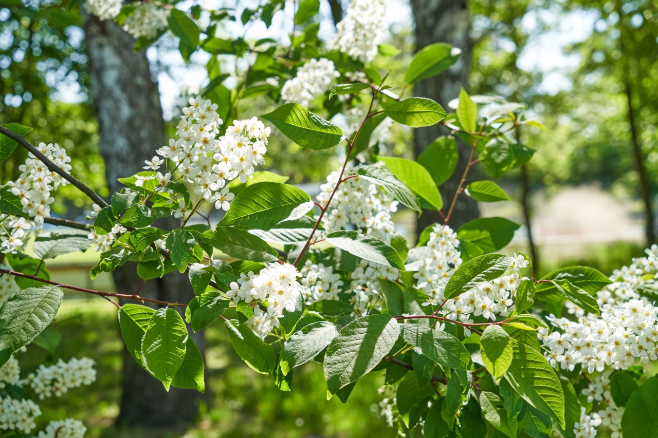 Cerisier à grappes à fleurs blanches