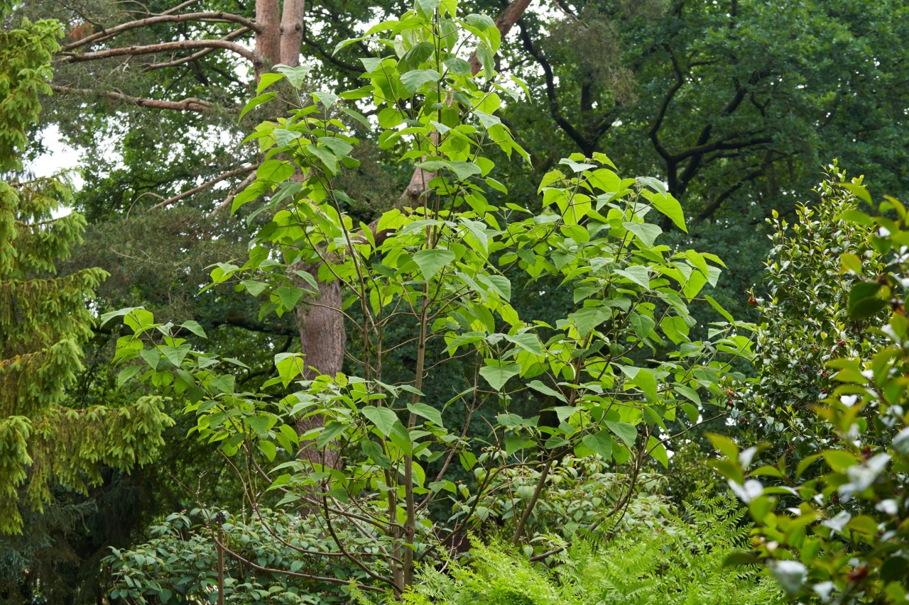 Paulownia, entouré d’autres plantes