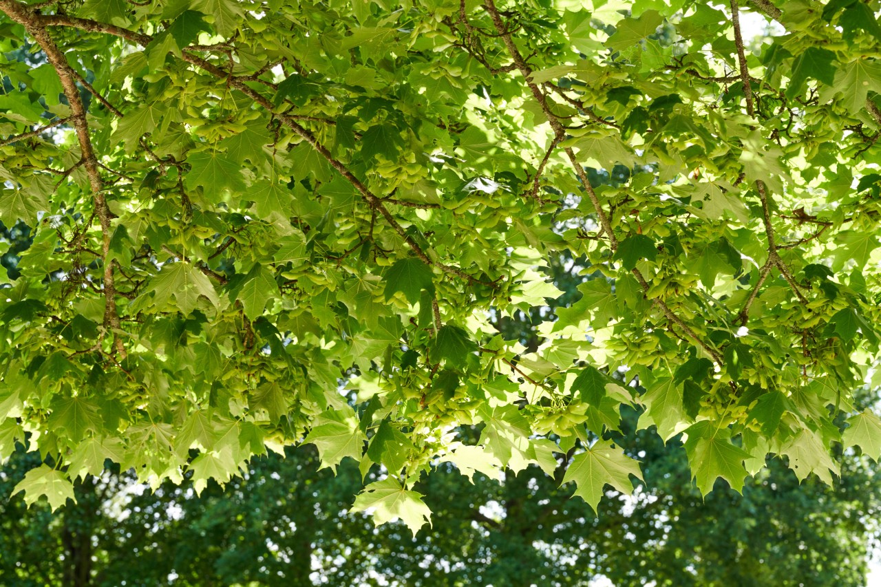 Feuillage d’un érable plane dense et vert