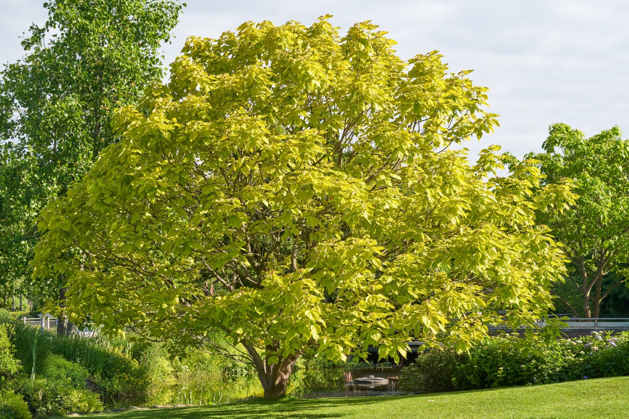Catalpa dans une prairie