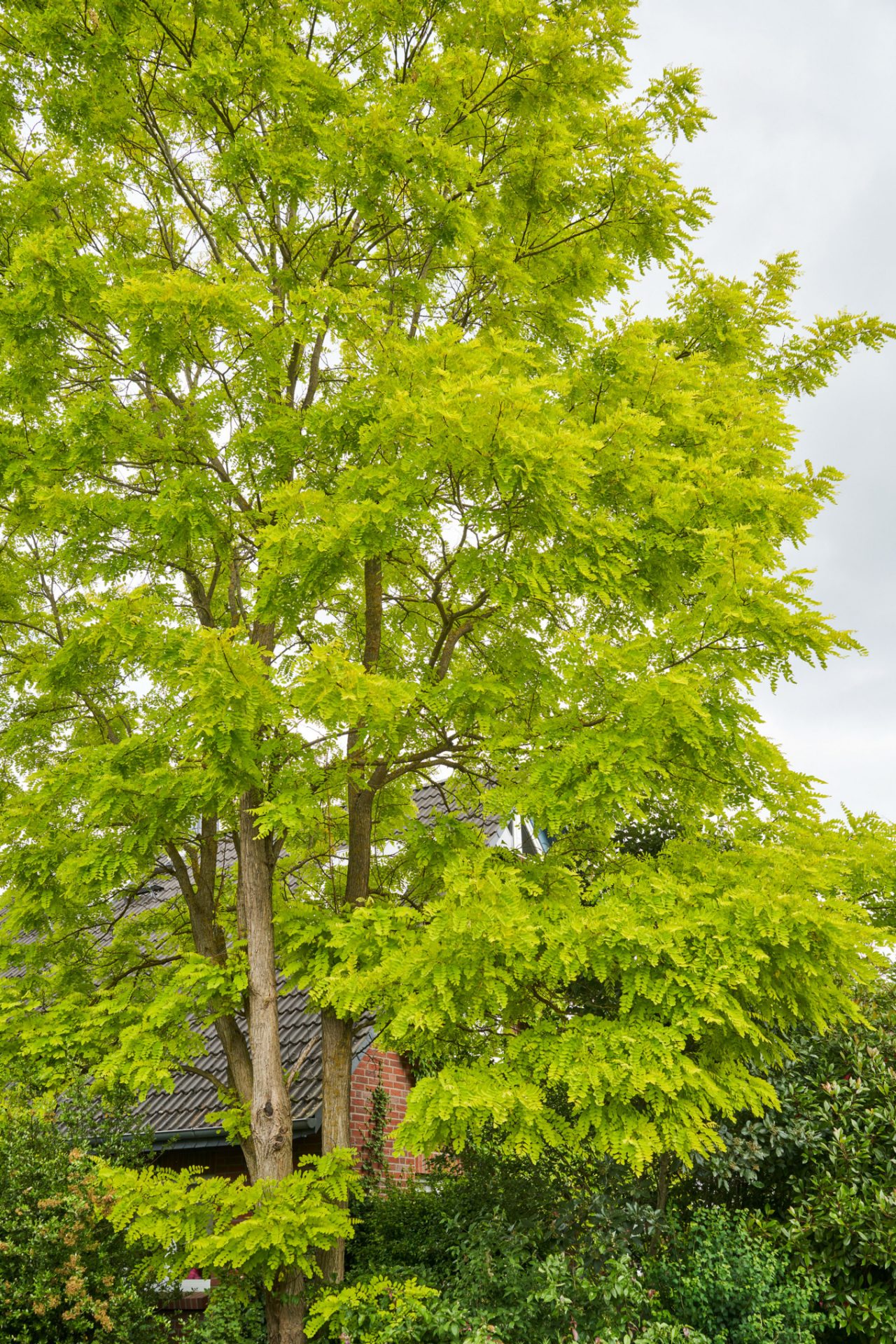 Robinier faux-acacia au feuillage jaune-vert