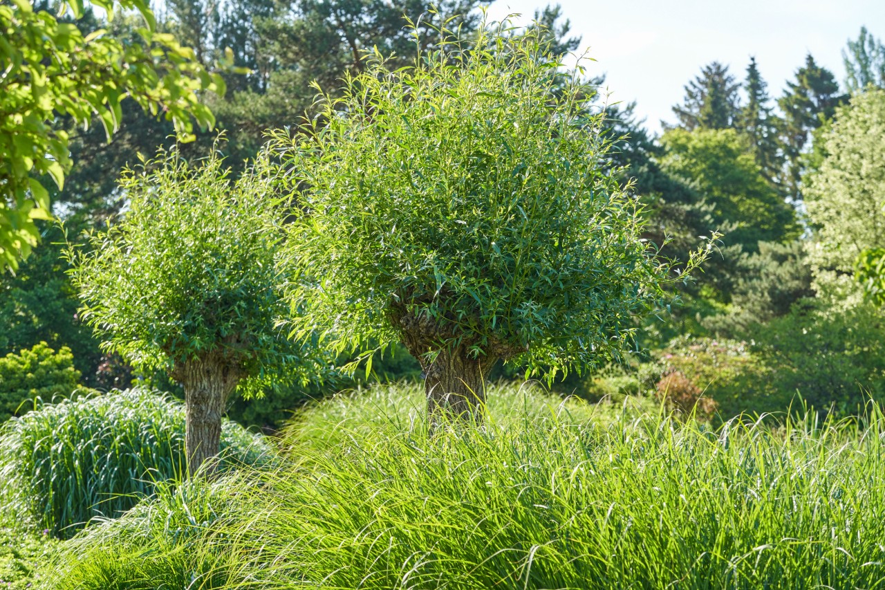 Feuillus et arbustes verts