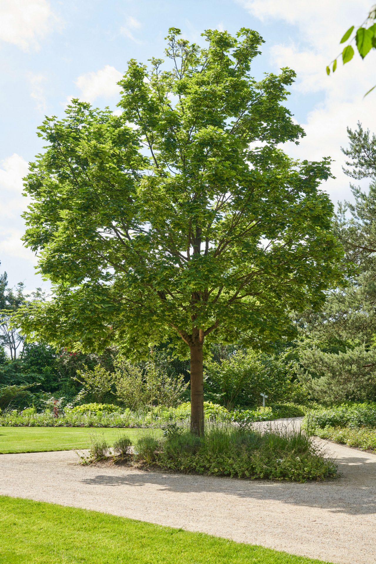 Arbre à croissance rapide au soleil près d’une pelouse