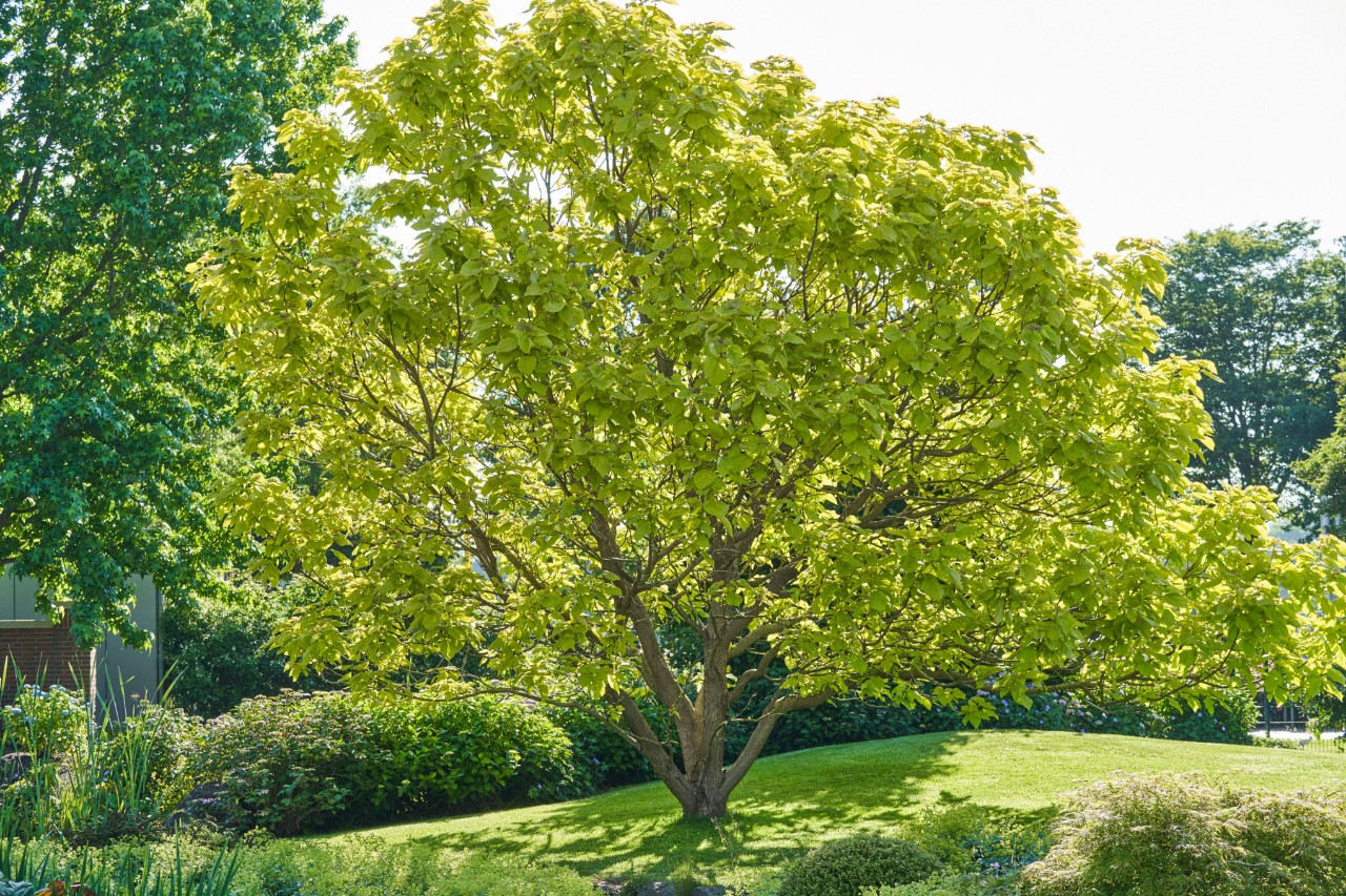 Arbre feuillu au soleil