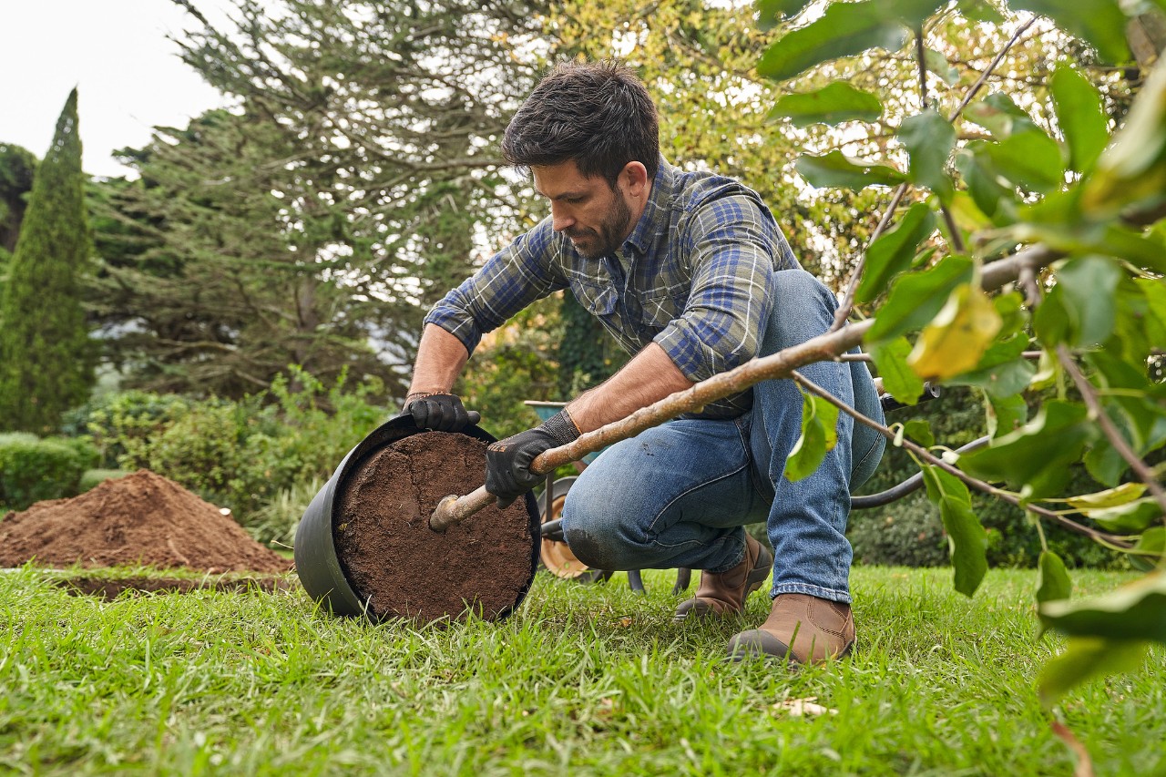 Un homme examine la motte de racines d’un arbre feuillu acheté en pot