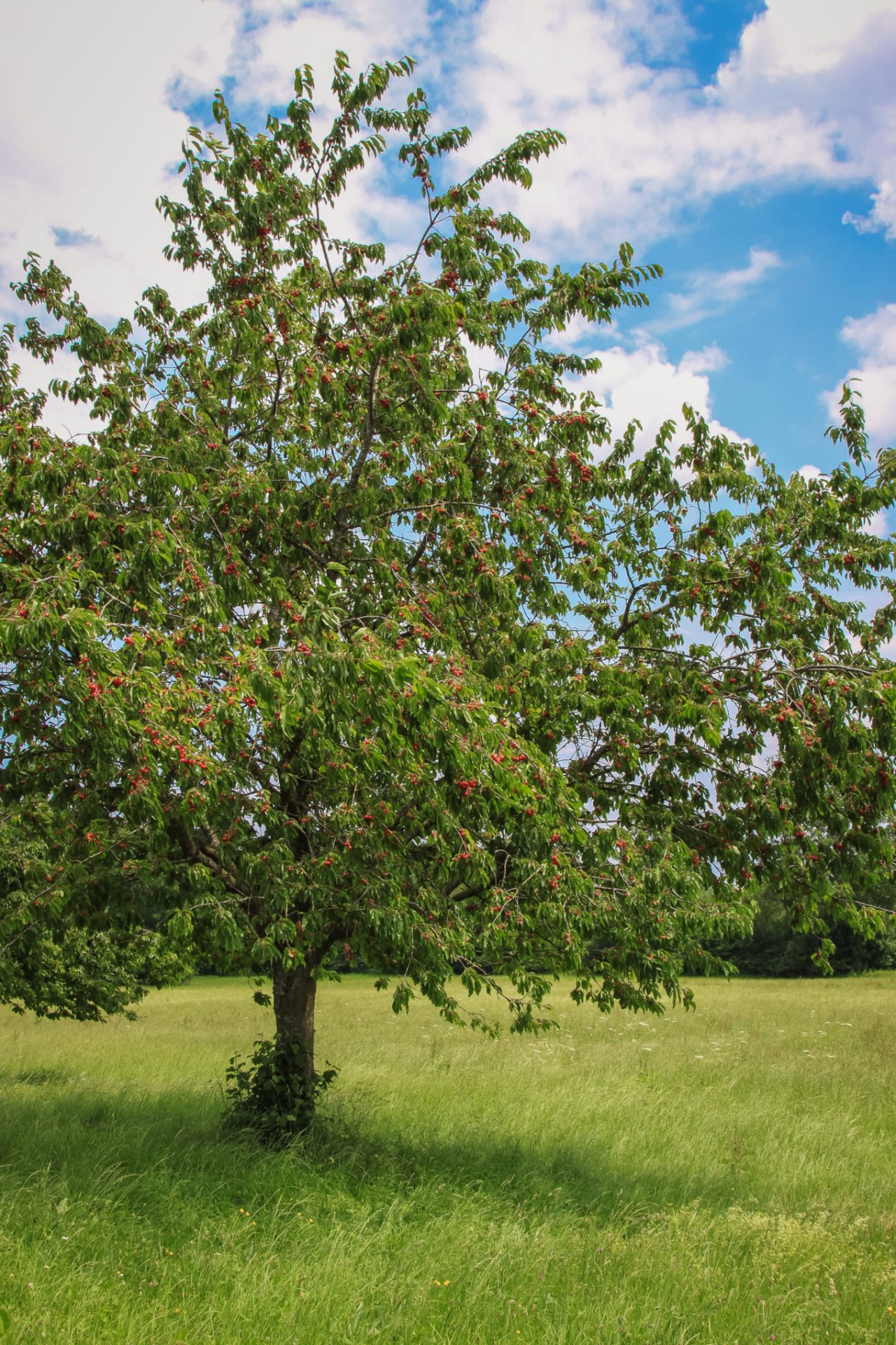 Merisier avec des fruits dans une prairie sous un ciel bleu et nuageux