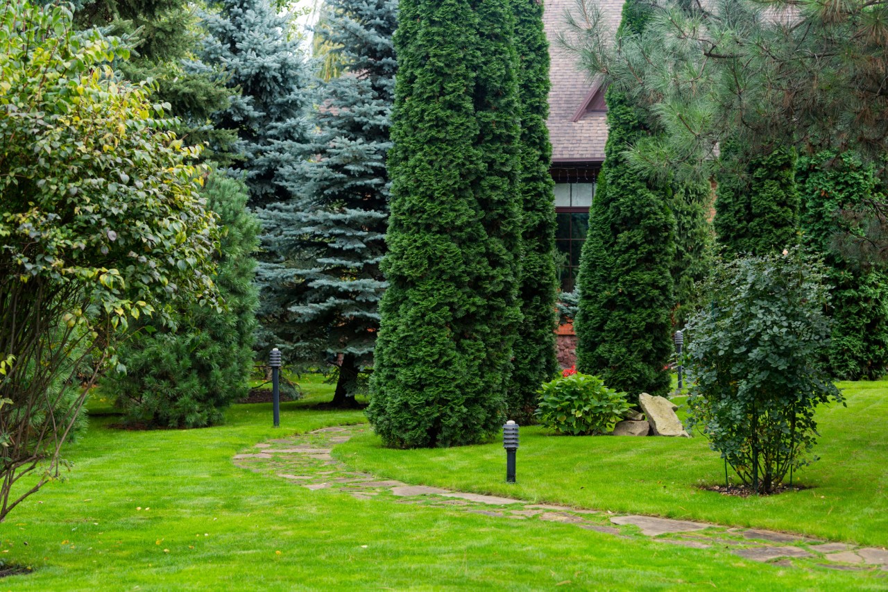 Jardin avec pelouse et arbres à feuillage persistant