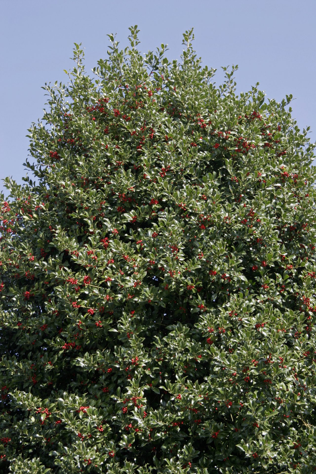 Houx européen avec des baies rouges sous un ciel bleu 