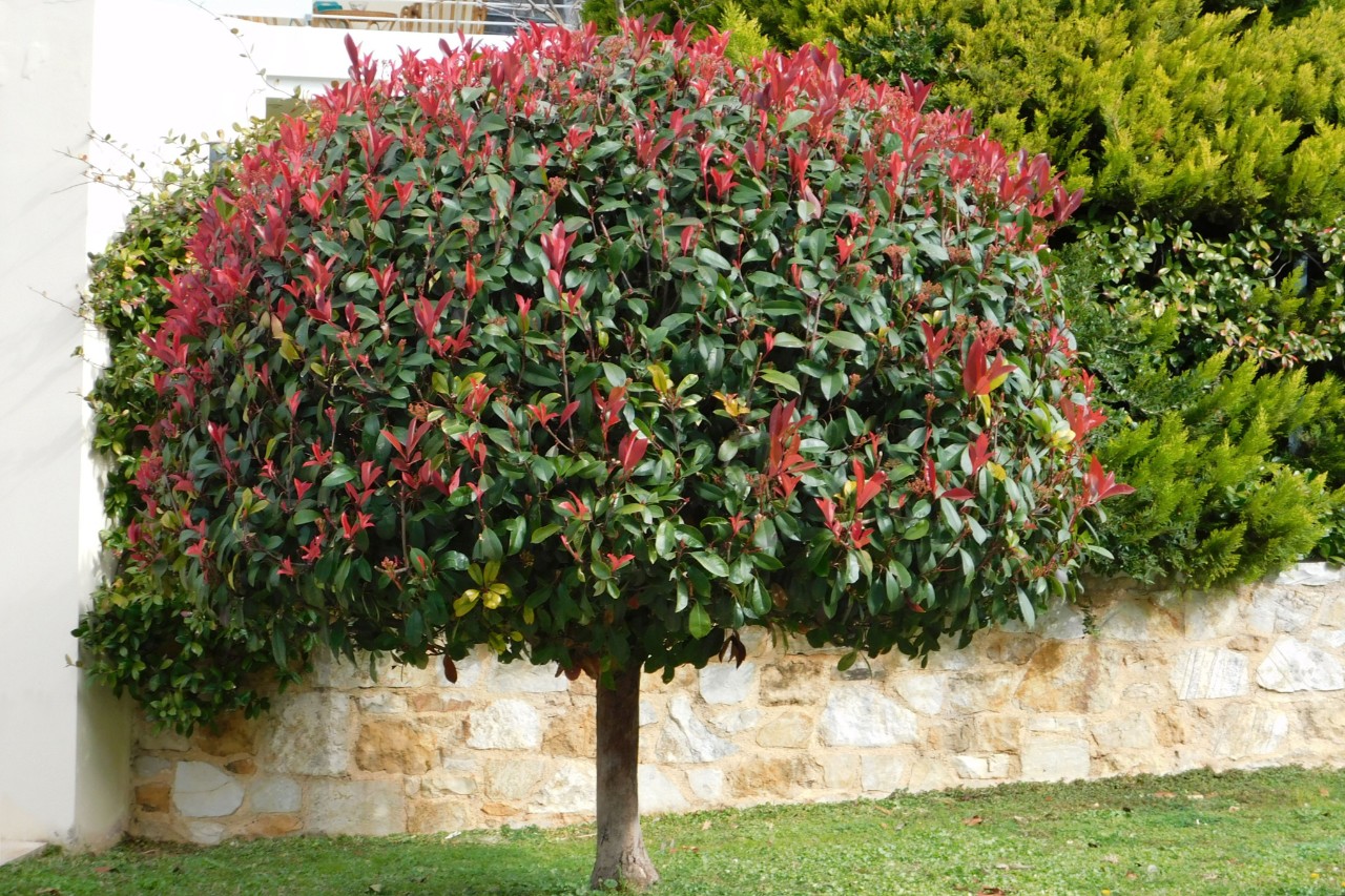 Néflier rouge devant un mur de jardin