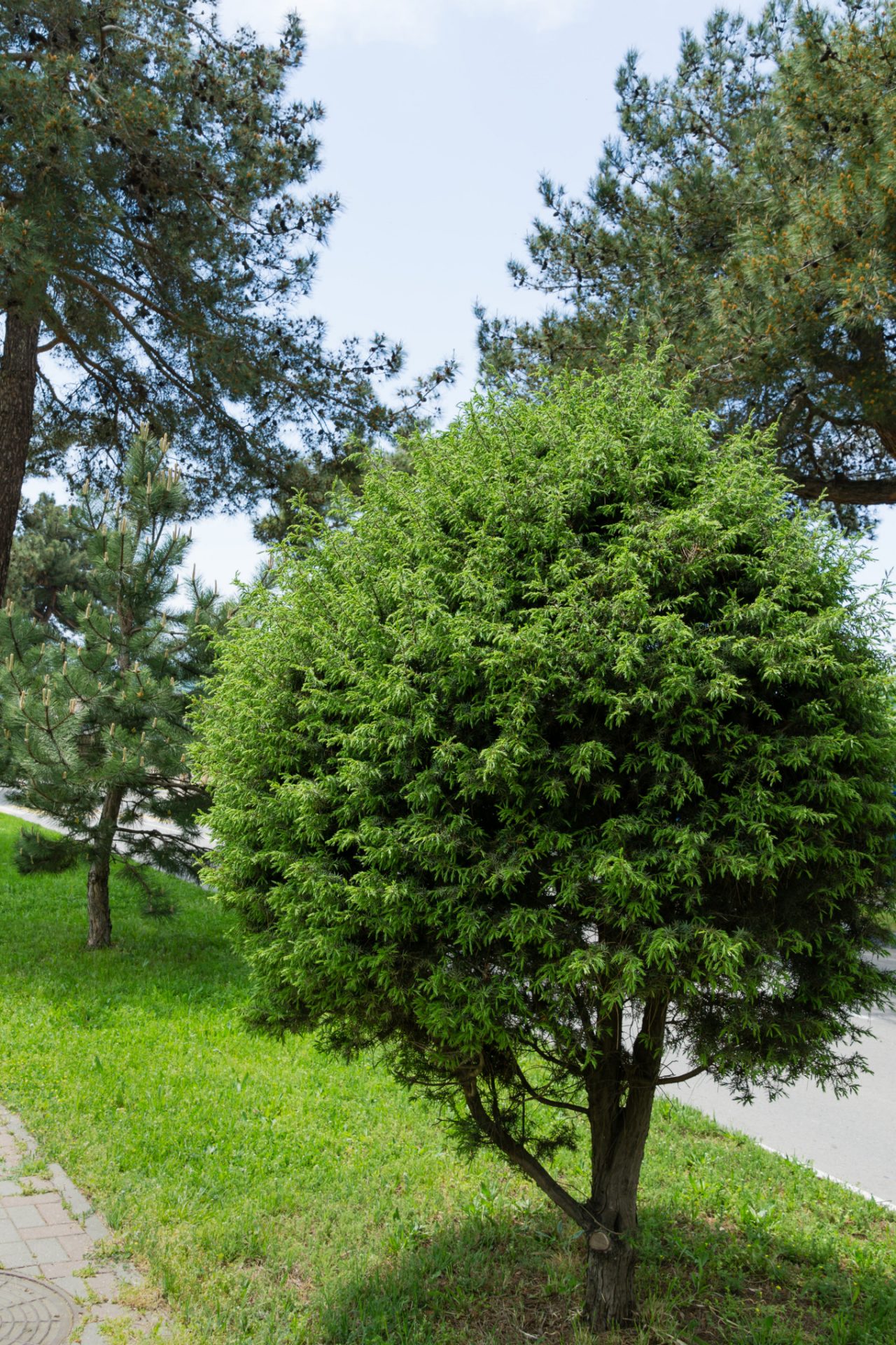 Genévrier commun au bord d’un sentier