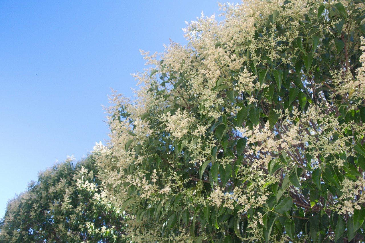 Troène à fleurs blanches et à feuilles ovales
