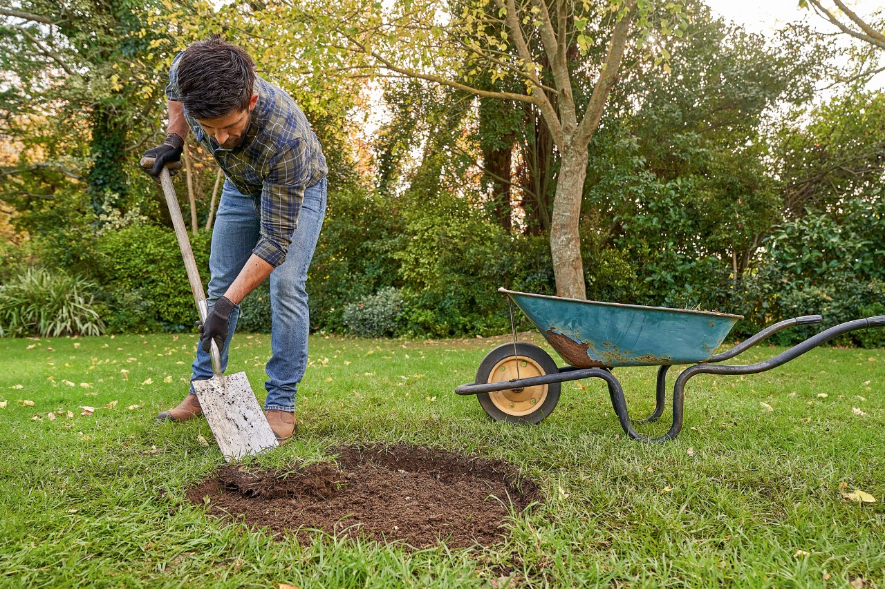 Homme avec des gants de protection STIHL retire la pelouse avec bêche pour planter un arbre dans un trou de plantation