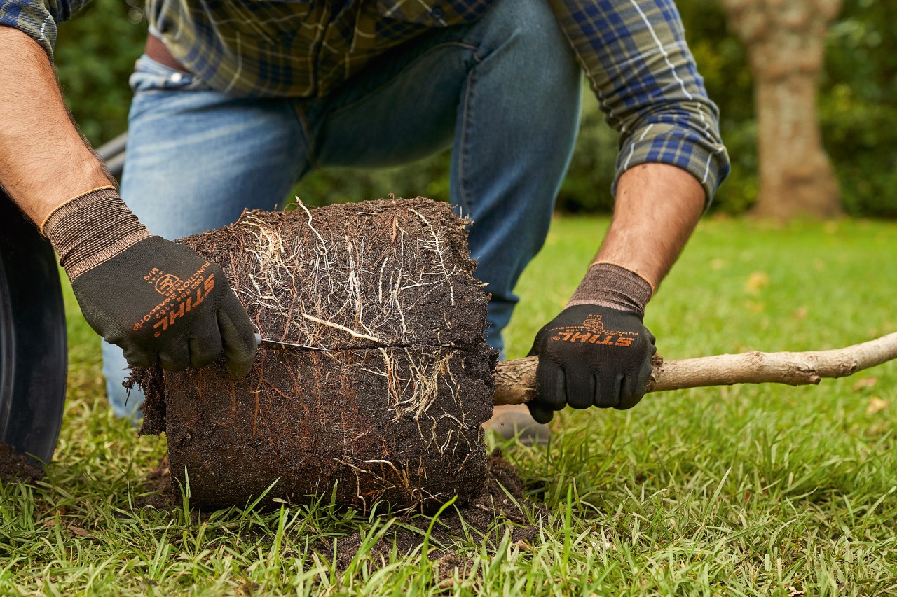 Un homme portant des gants de protection STIHL incise les racines d’un arbre en conteneur au bord de la motte