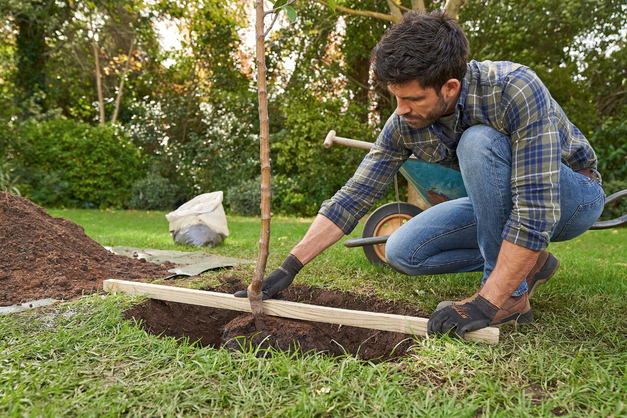 Homme avec gants de protection STIHL aligne un arbre au centre du trou de plantation sur lequel il pose une latte