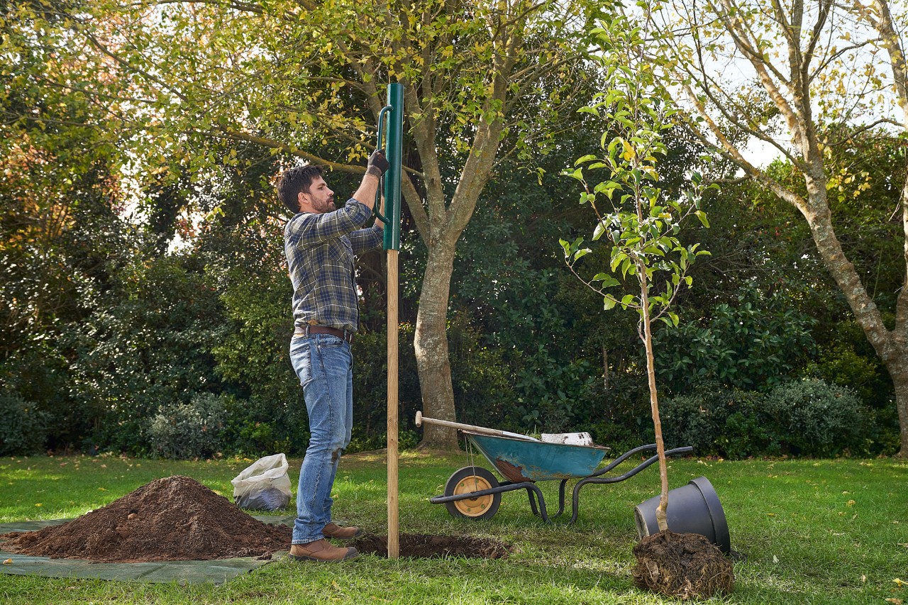 Un homme place un tuteur dans la terre pour planter un arbre