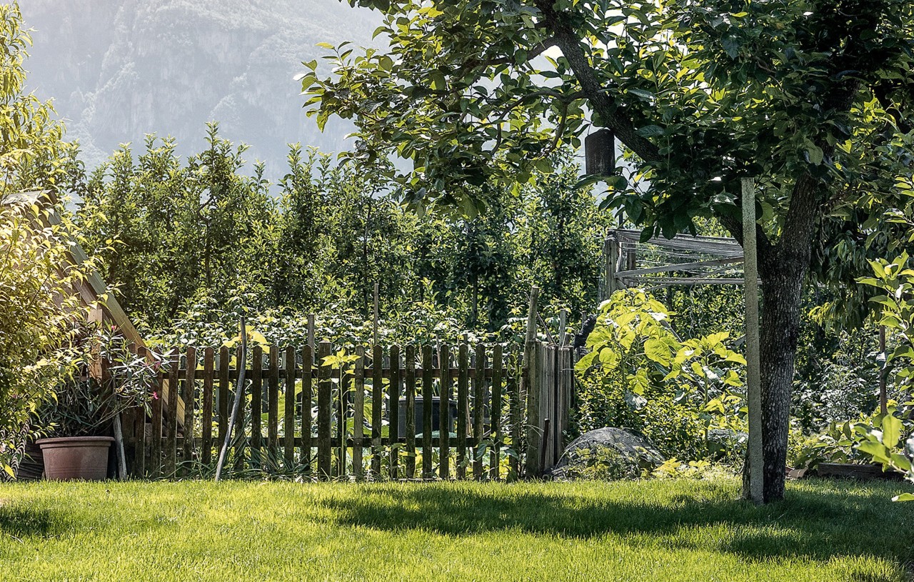 Un arbre à côté de la clôture d’un petit jardin soigné 