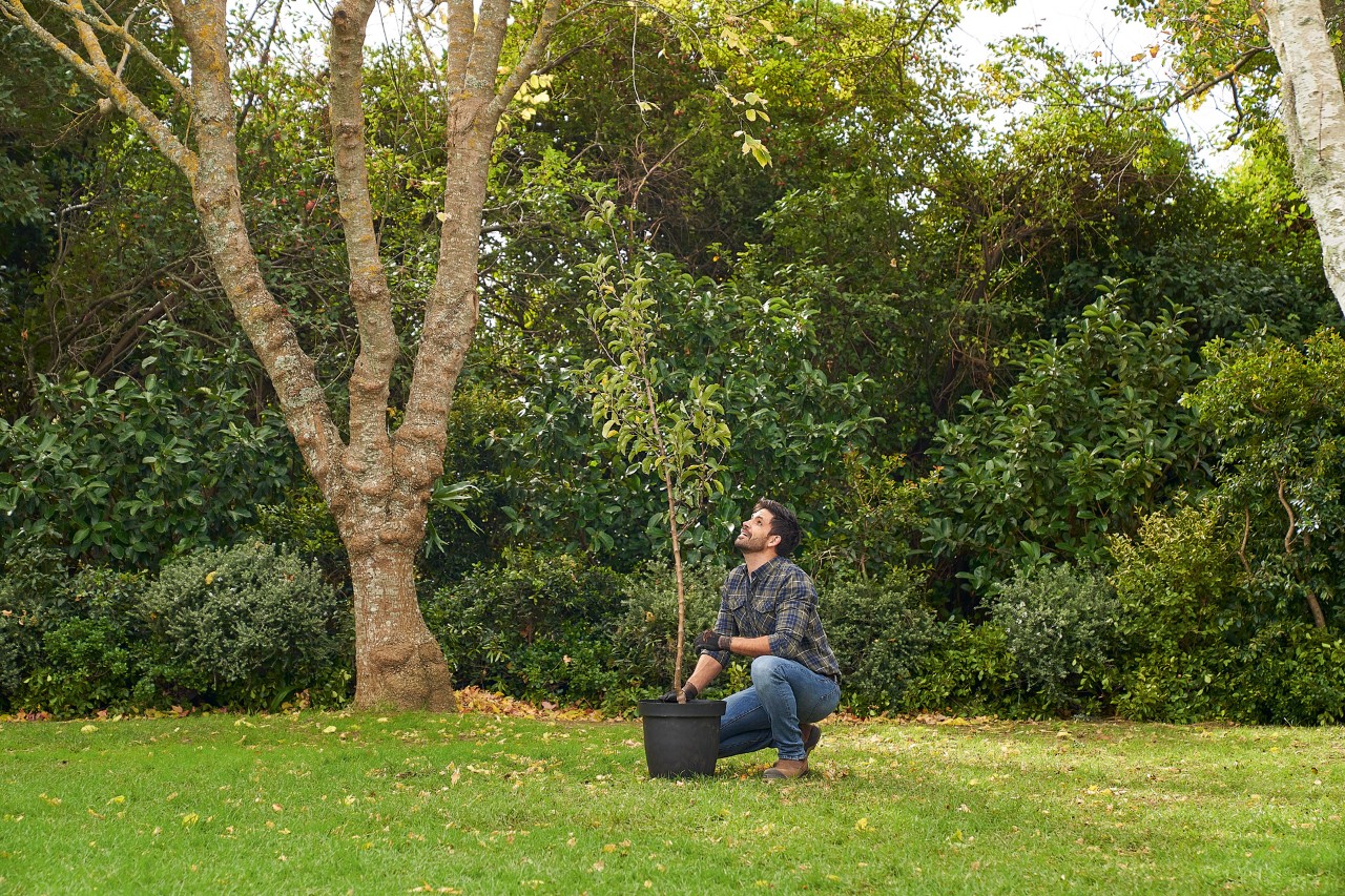Un homme est agenouillé dans le jardin pour planter un arbre en conteneur