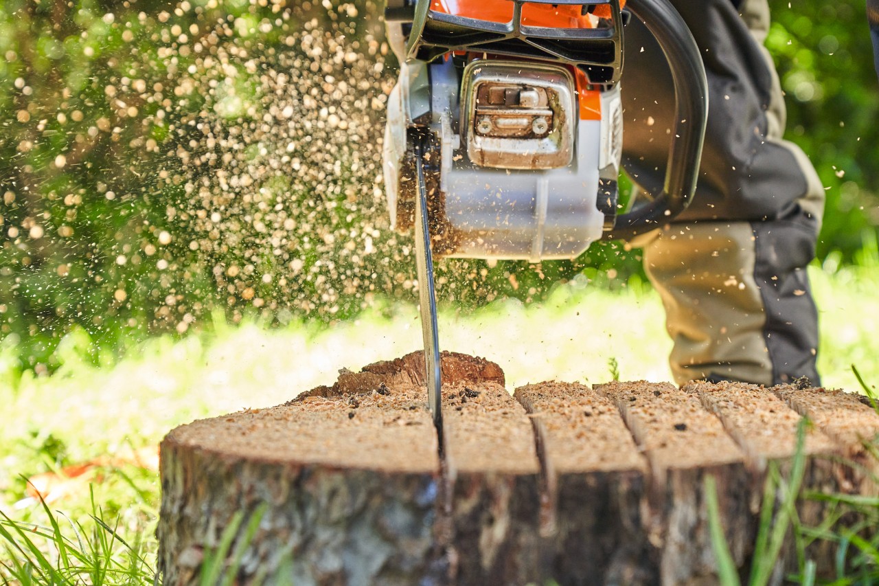 Gros plan sur quelqu’un qui coupe une souche avec la tronçonneuse STIHL MS 162 