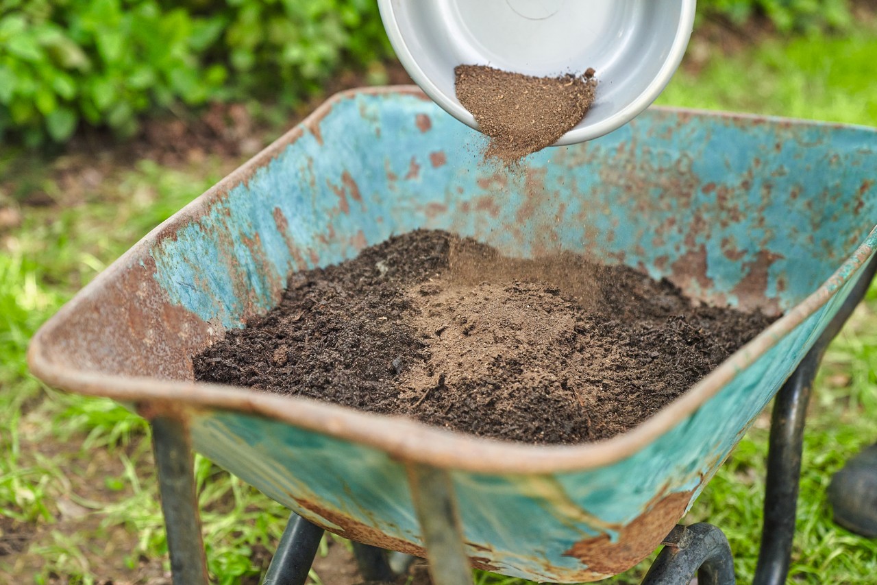 Gros plan sur une personne épandant de l’engrais sur du compost tamisé dans une brouette 