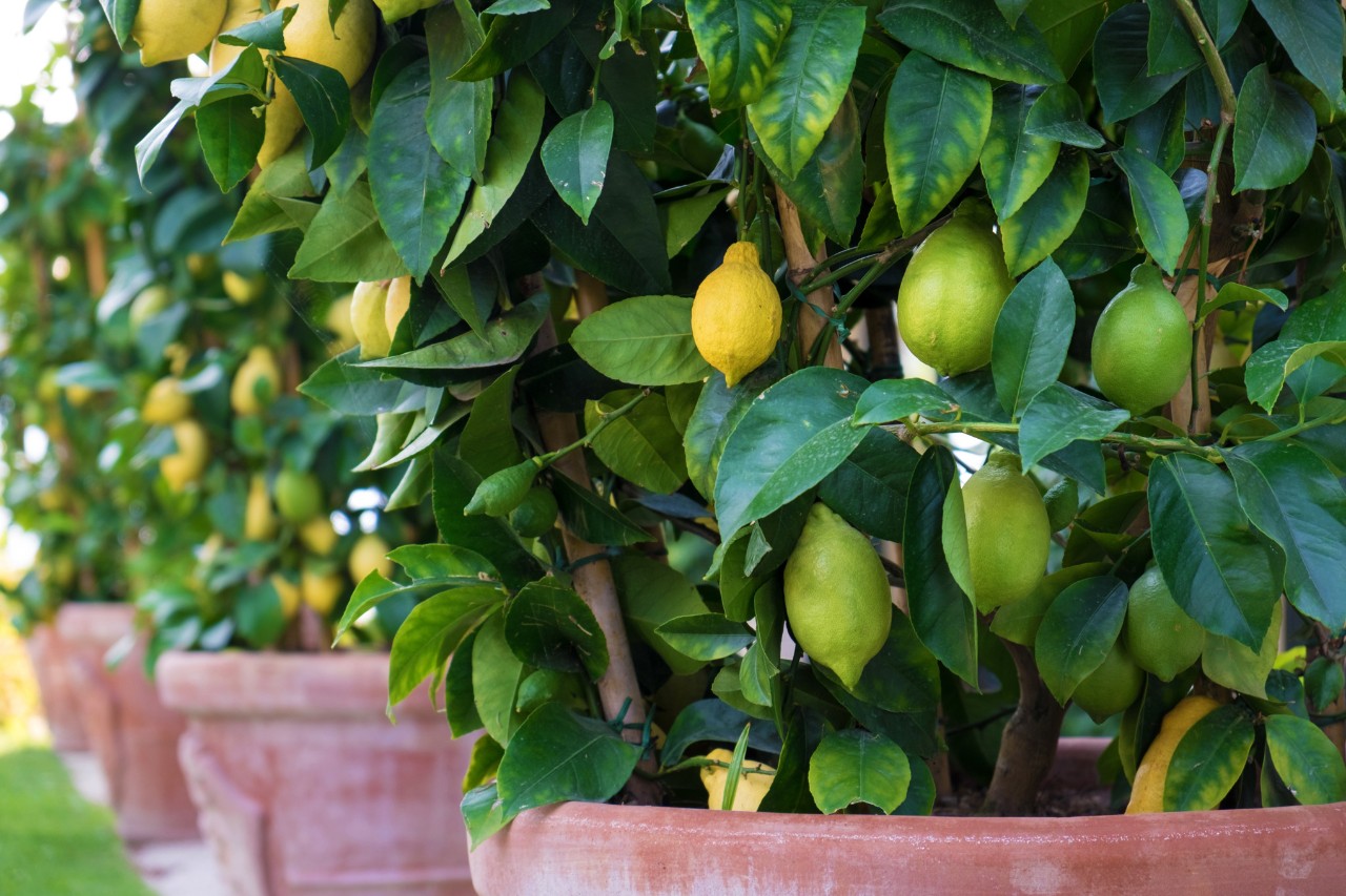Une rangée de citronniers dans des pots