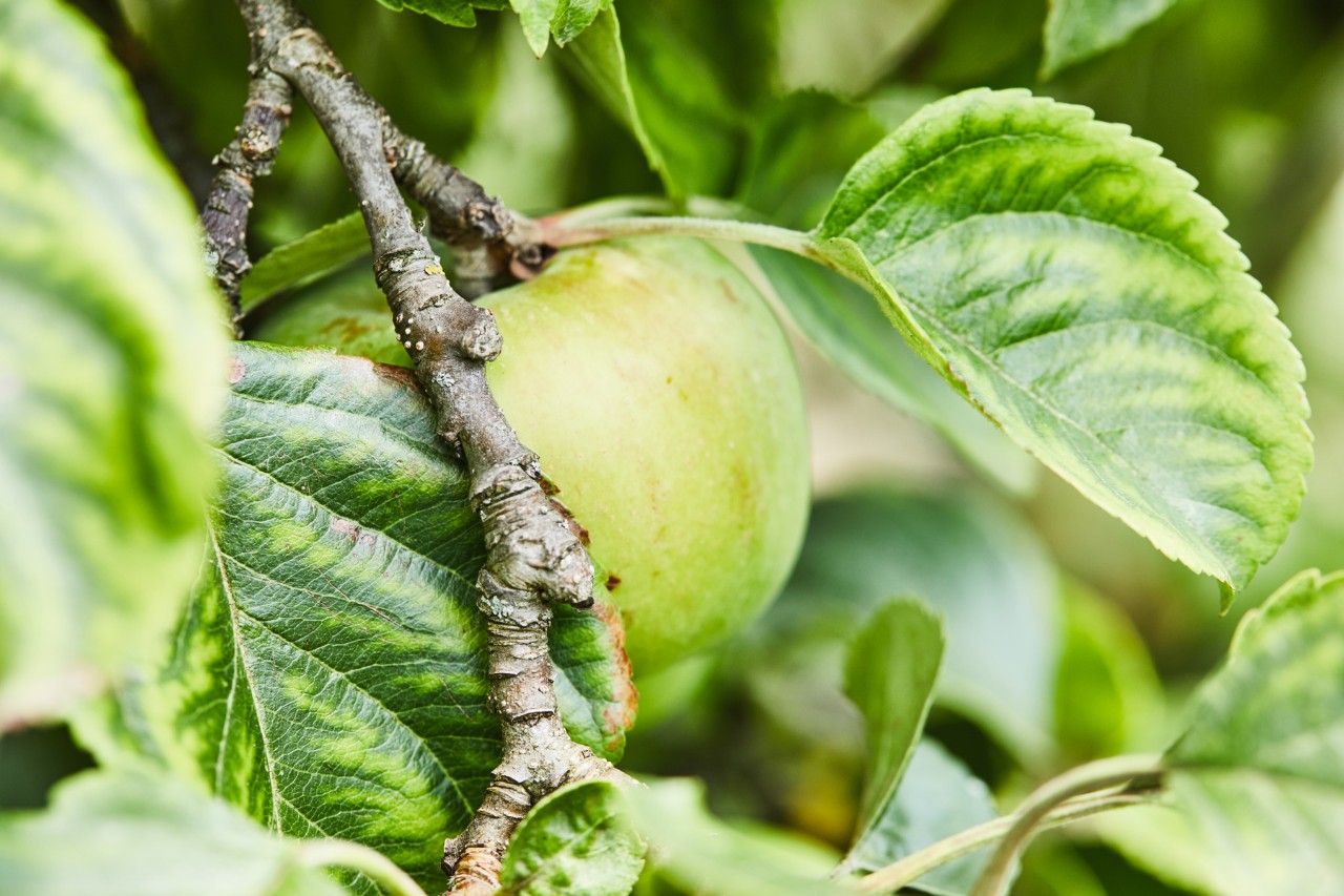 Pomme verte sur une branche