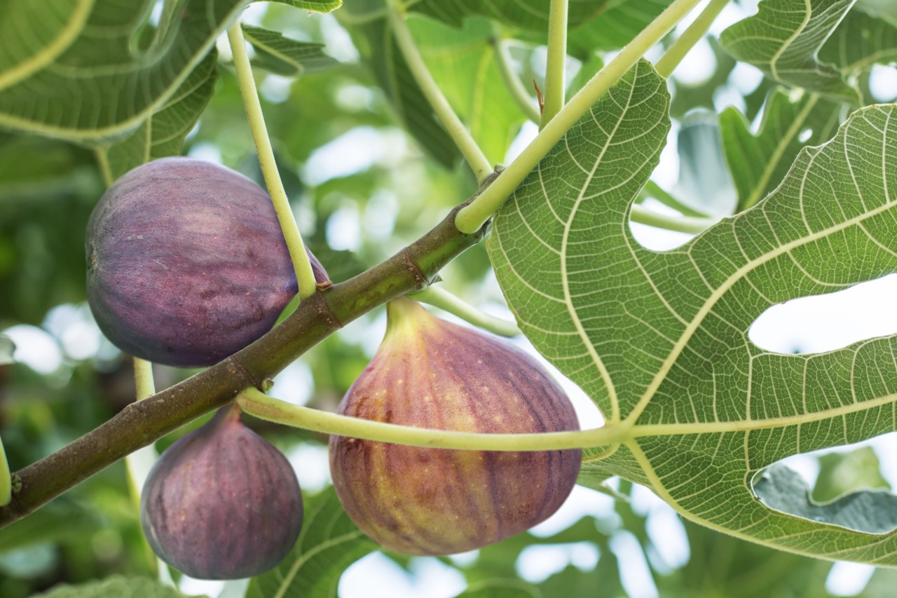 Gros plan sur des figues mûres sur un arbre