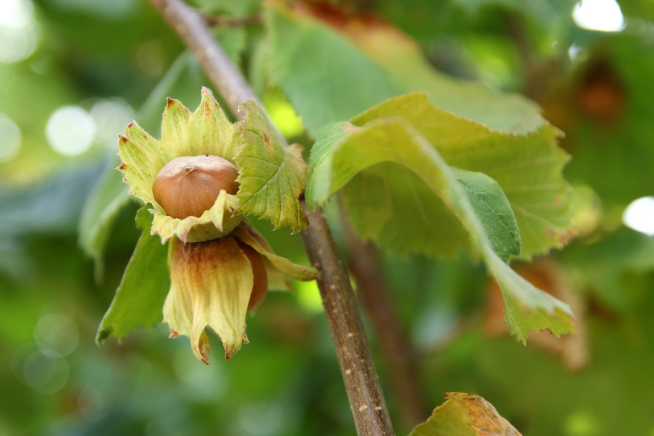 Branche avec noisette