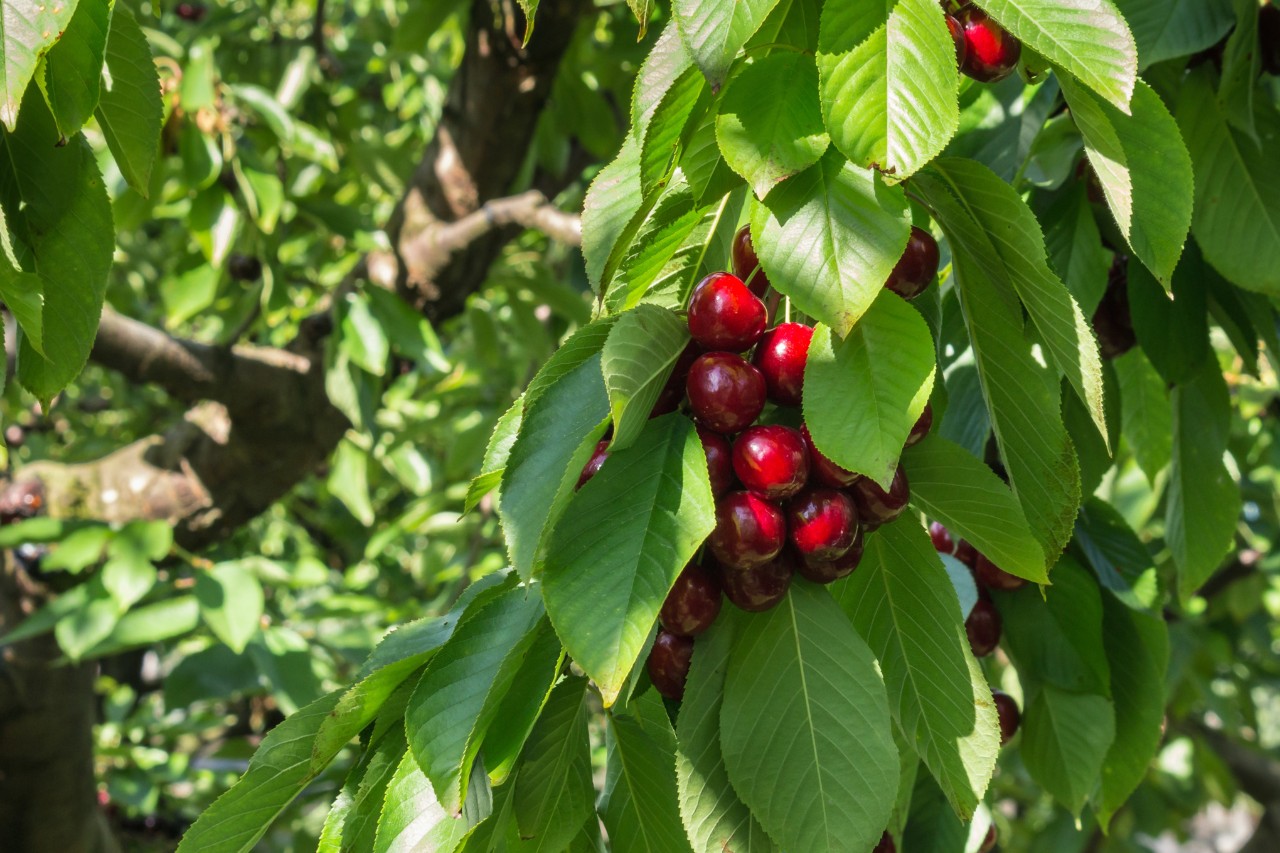 Cerisier avec des fruits mûrs