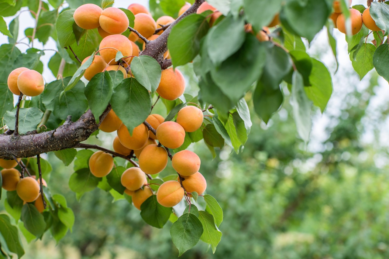 Beaucoup d’abricots sur un arbre