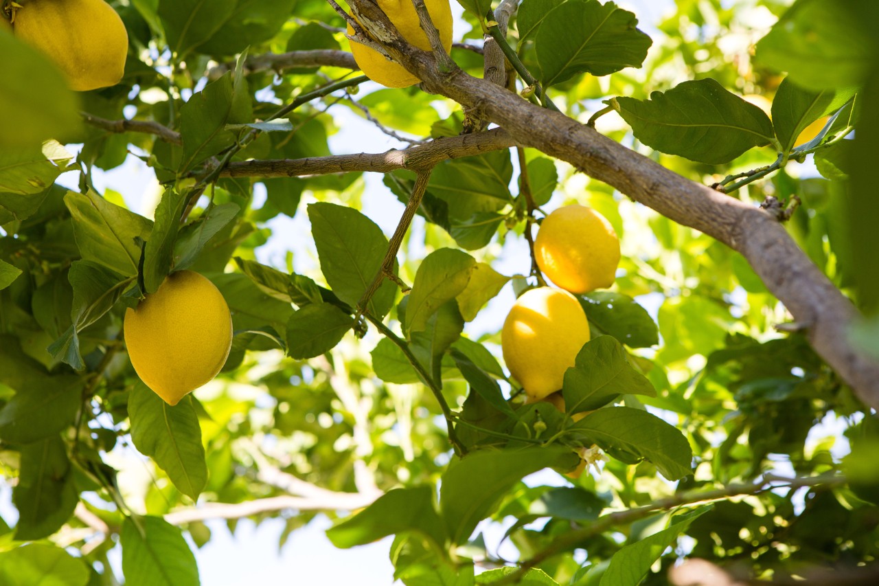 Citronnier couvert de fruits