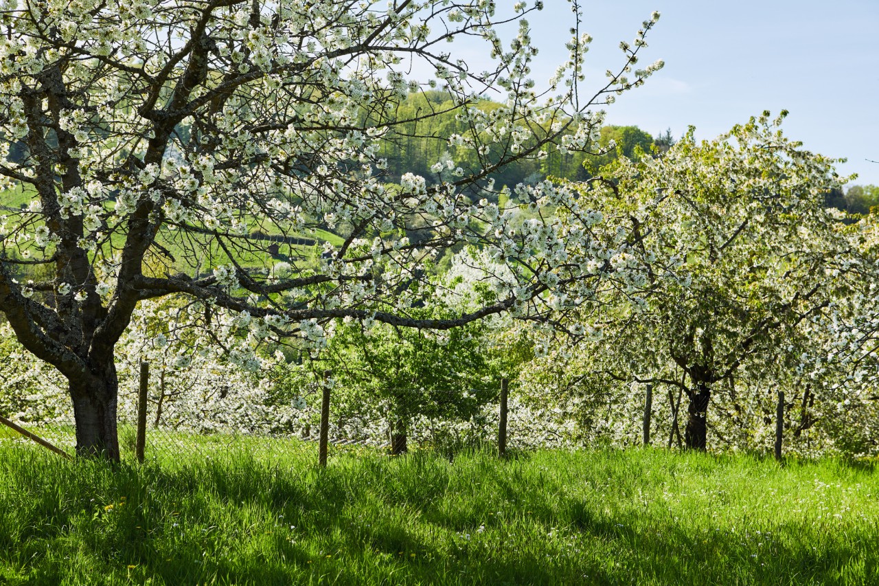 Photo d’arbres fruitiers en fleurs dans un verger