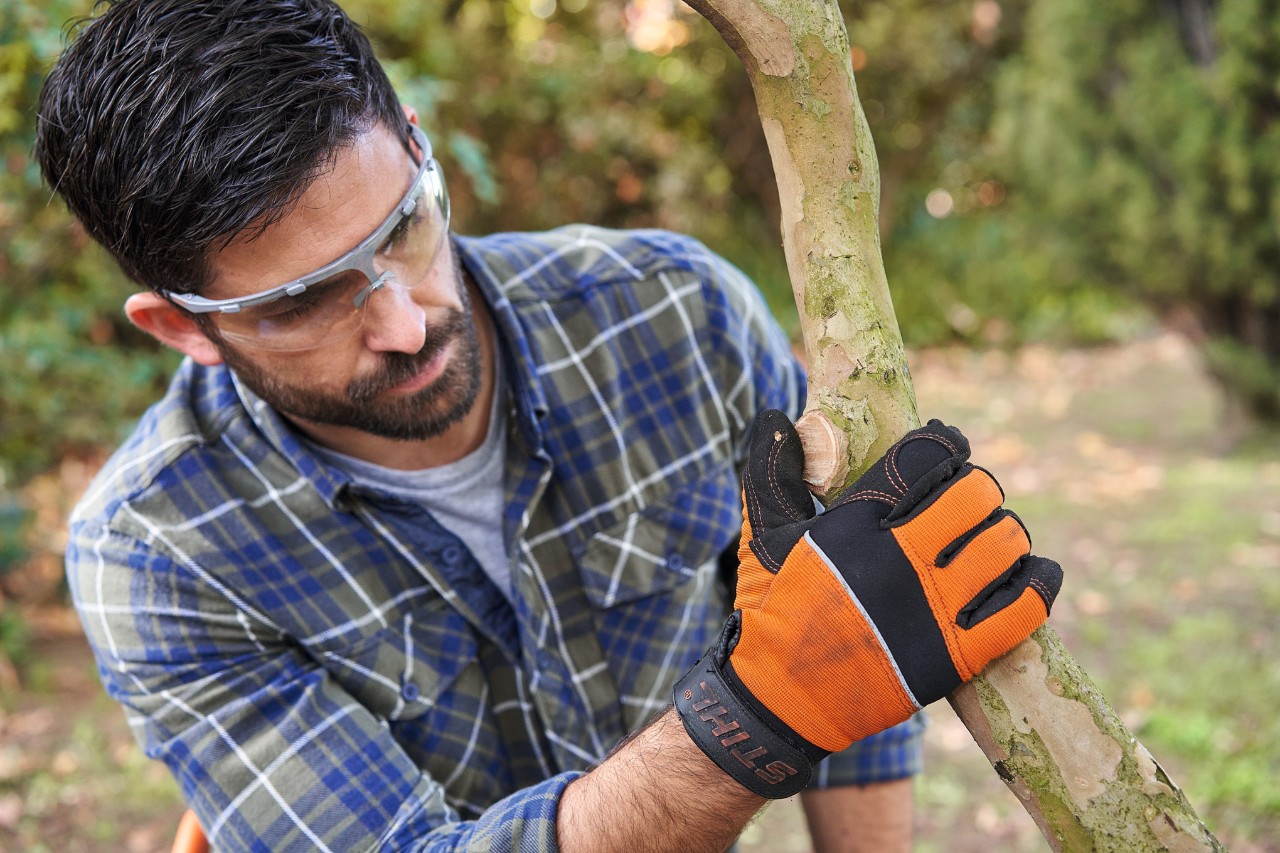 Un homme portant des lunettes de protection examine un endroit de l’arbre où une branche a été sciée 