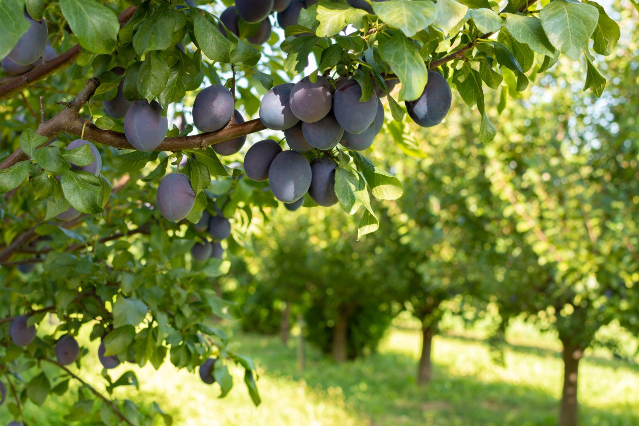 Prunes mûres et juteuses sur l’arbre