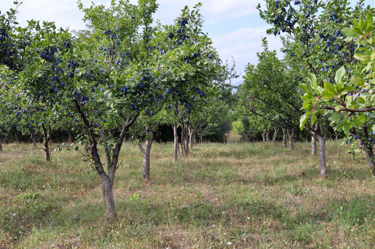 Pruniers luxuriants dans un verger