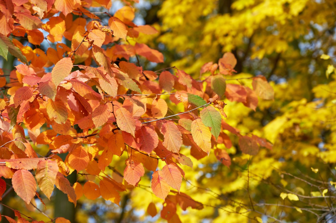 Cerisier en automne avec feuilles orange-rouge