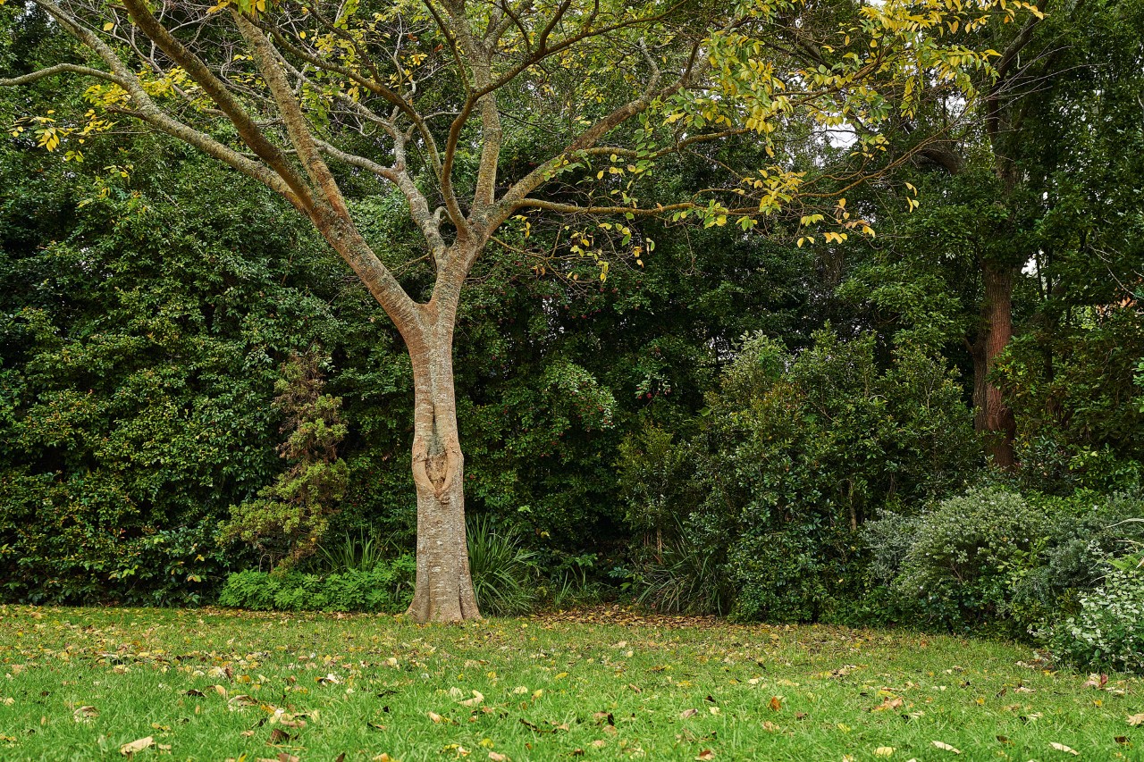 Arbres feuillus dans un jardin en automne