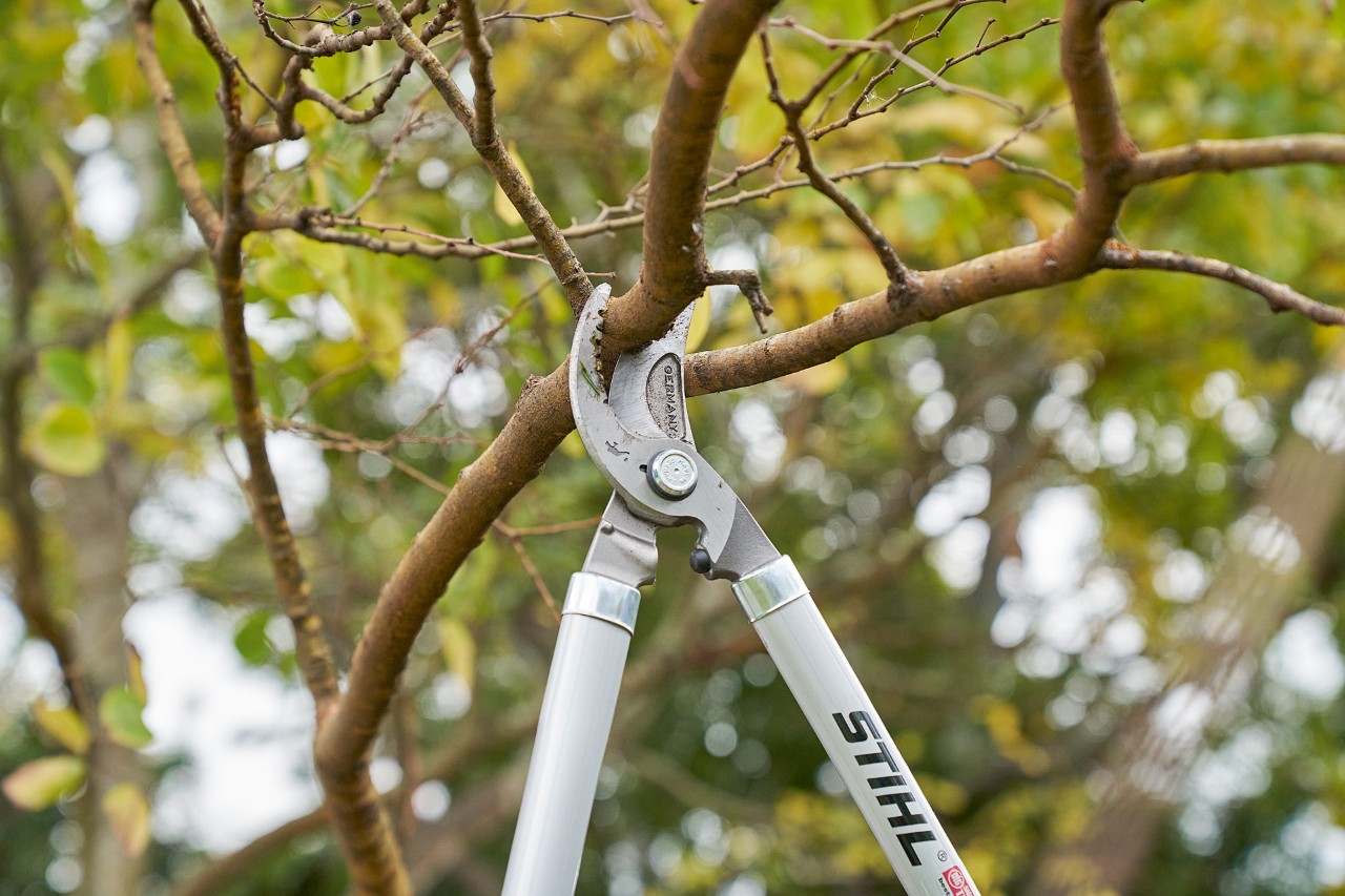  Une personne coupe une branche d’une cime d’arbre avec l’ébrancheur STIHL Bypass PB 11