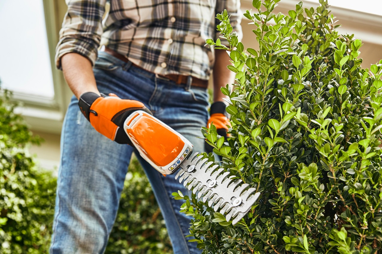 Gros plan sur la taille d’un buis avec le taille-haies à batterie STIHL HSA 26