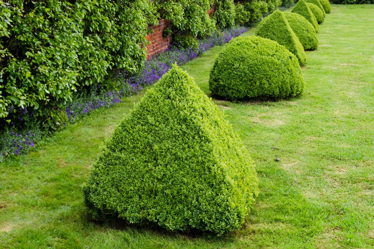 Rangée de buis sur un terrain de jardin bien entretenu, taillé en alternance en forme de pyramide et de demi-sphère 
