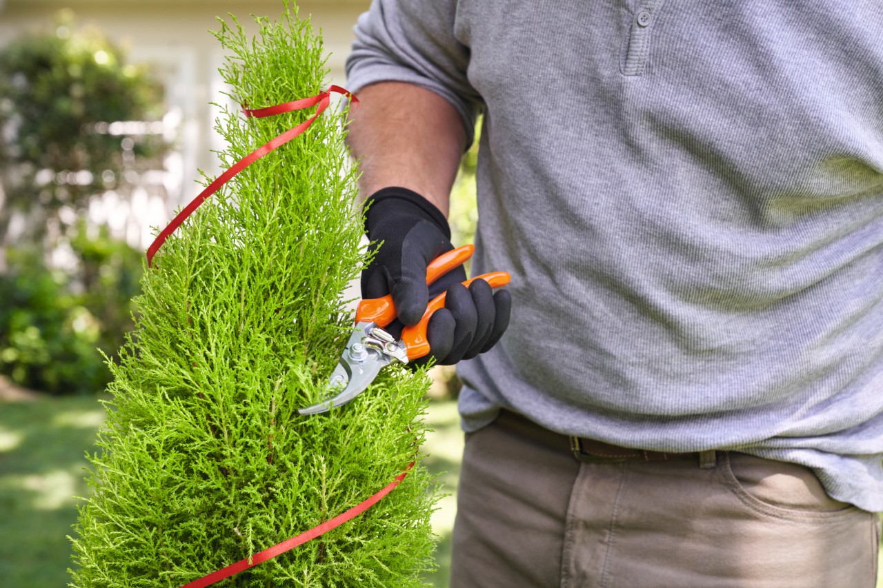 Homme taillant des sillons dans la plante le long de la corde