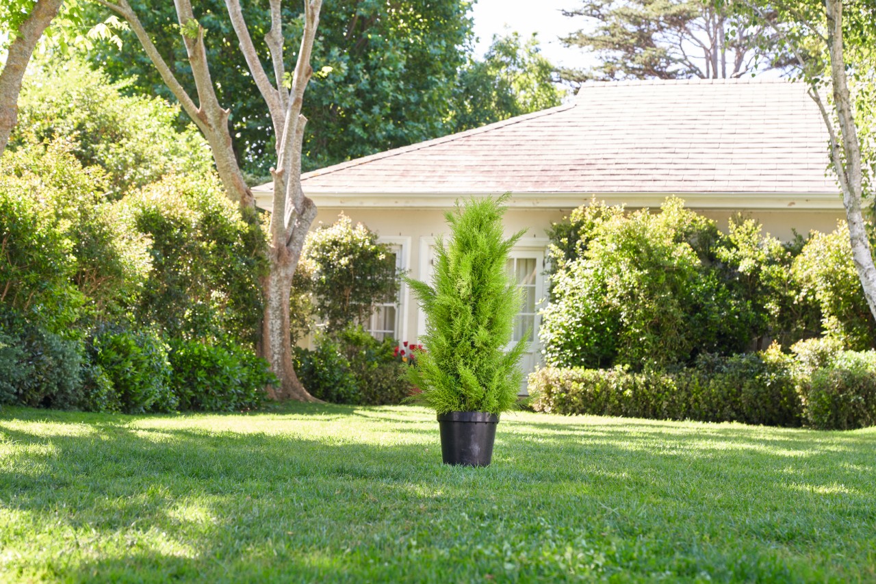 Buis non taillé dans un pot dans un jardin
