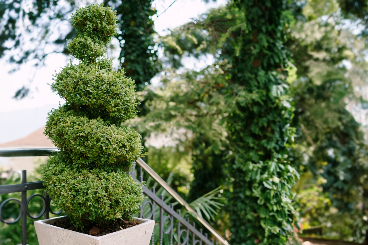 Buis en spirale dans un pot sur un escalier, avec des arbres en arrière-plan