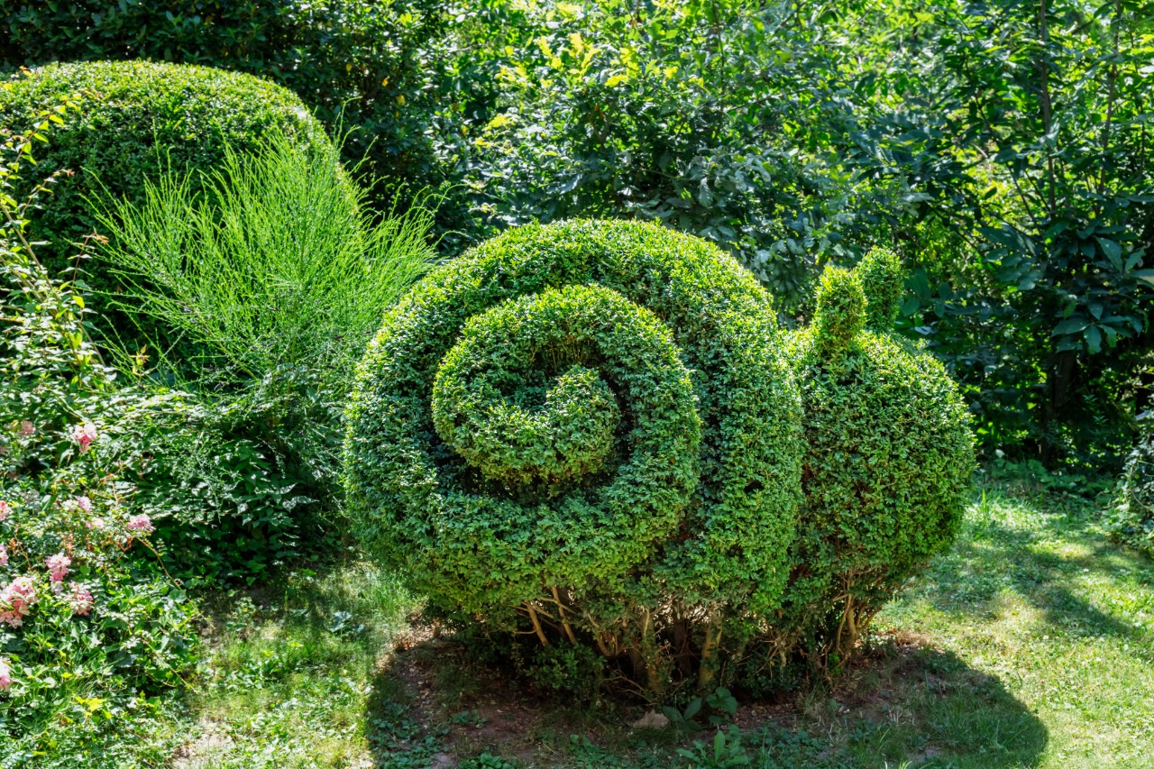 Buis en forme d’escargot