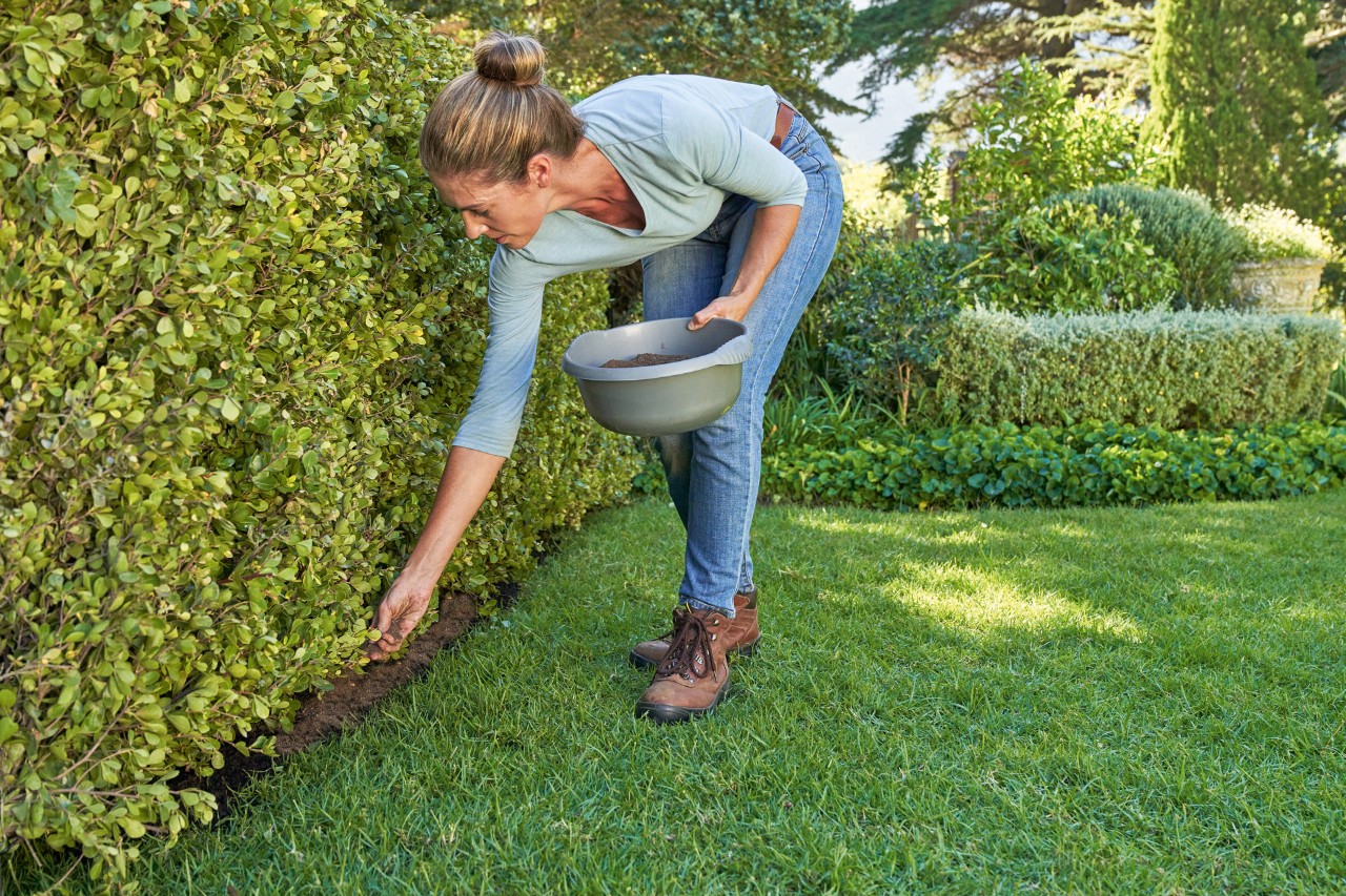 Une femme fertilise une haie de jardin, tenant dans sa main gauche un récipient contenant de l’engrais