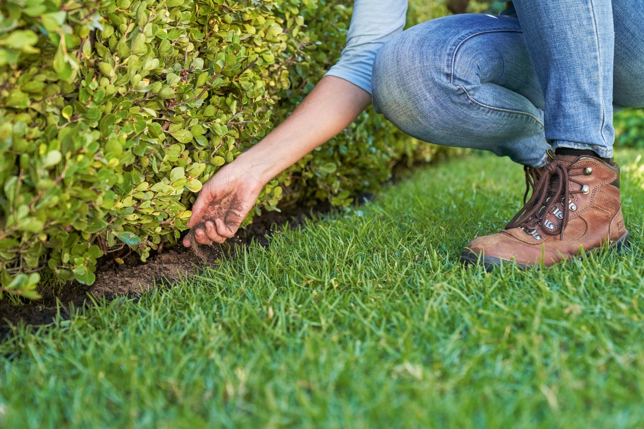 Une personne fertilise une haie de jardin avec un engrais organique